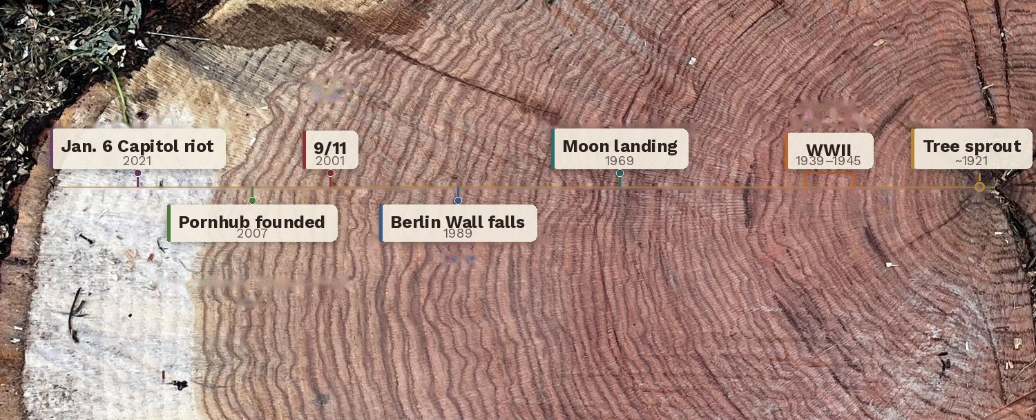 The tree's cut face with historical dates marked along a measured radius from pith to bark