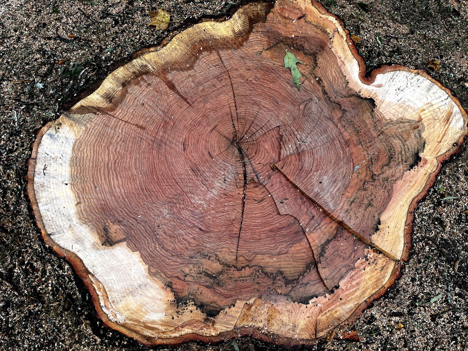 Photograph of the felled white oak's cross-section, showing its growth rings